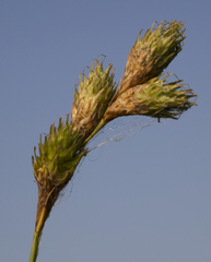 Carex bicknellii