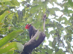 Campephilus robustus