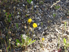 Leontodon longirostris