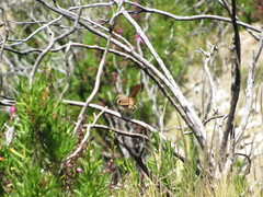 Ochetorhynchus andaecola