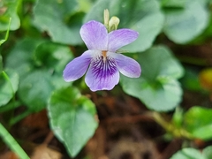 Viola arcuata