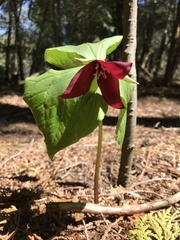 Trillium erectum