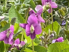 Viola selkirkii