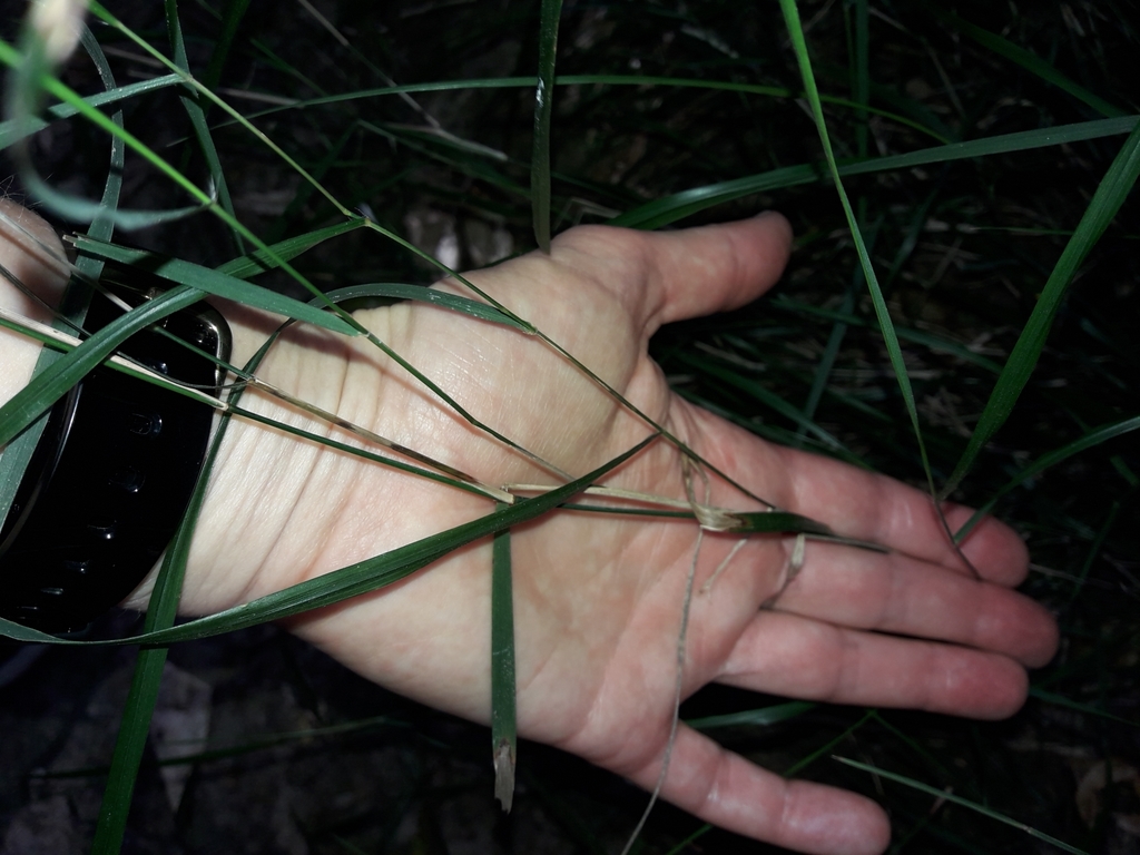 Microlaena polynoda