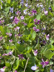 Viola selkirkii