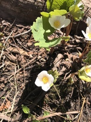 Sanguinaria canadensis