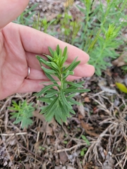 Linaria