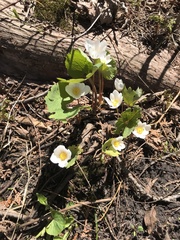 Sanguinaria canadensis