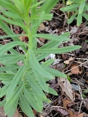 Linaria