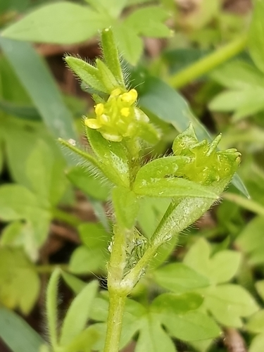 Ranunculus parviflorus iNat (1)