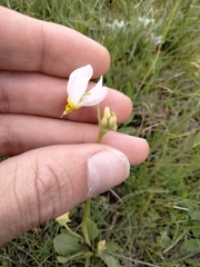 Primula pauciflora cusickii