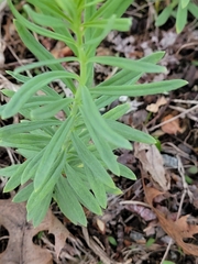 Linaria