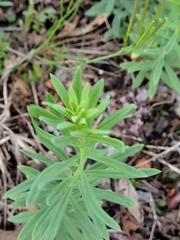 Linaria