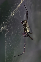 Trichonephila clavipes