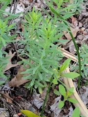 Linaria