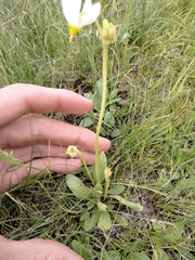 Primula pauciflora cusickii