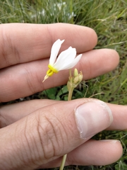 Primula pauciflora cusickii