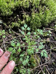 Collomia heterophylla
