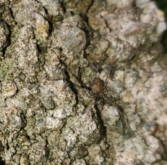 Phalangium opilio