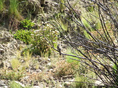 Ochthoeca oenanthoides