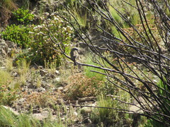 Ochthoeca oenanthoides