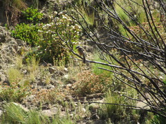 Ochthoeca oenanthoides