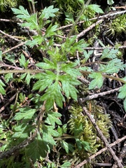 Collomia heterophylla