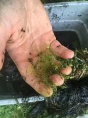 Hydrodictyon reticulatum