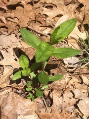 Phlox stolonifera