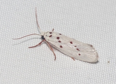 Enaemia basistriga