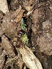 Tetramorium immigrans