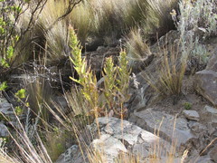 Siphocampylus tupaeformis