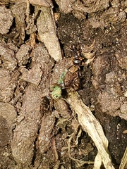 Tetramorium immigrans