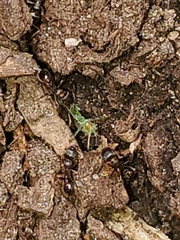 Tetramorium immigrans