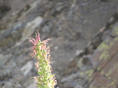 Siphocampylus tupaeformis