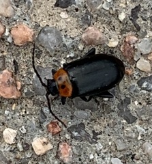 Disonycha triangularis