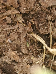 Tetramorium immigrans