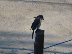 Aphelocoma woodhouseii