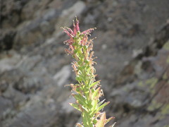 Siphocampylus tupaeformis