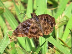Ebrietas anacreon