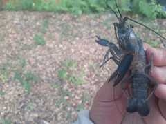 Cherax quadricarinatus