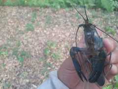 Cherax quadricarinatus