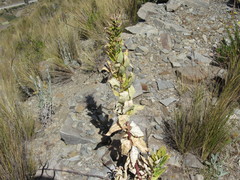 Siphocampylus tupaeformis