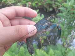 Cherax quadricarinatus