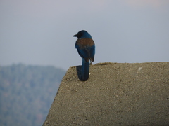 Aphelocoma woodhouseii