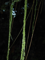 Myriocarpa longipes
