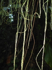 Myriocarpa longipes