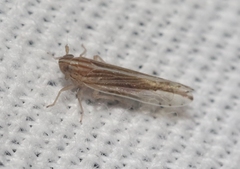 Phrictopyga occidentalis