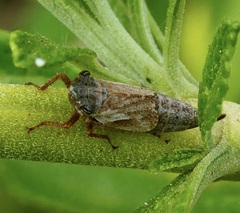 Bathysmatophorinae