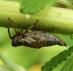 Bathysmatophorinae